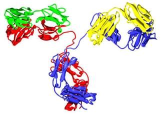 Bispecific Antibody Services